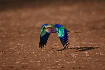 Lilac-breasted roller flying low and casting shadow
