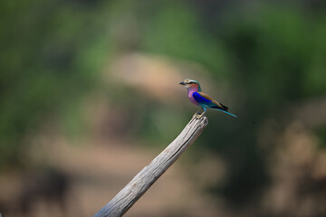 Lilac-breasted roller on diagonal bough with catchlight