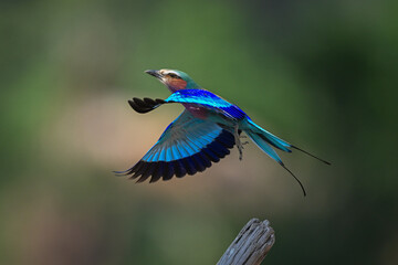 Lilac-breasted roller with catchlight takes off vertically