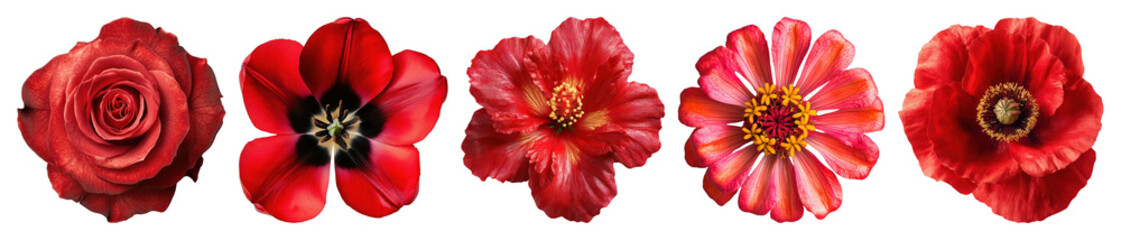 Fototapeta premium PNG Vibrant red floral collection, element set on transparent background