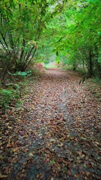 Promenade d'automne en for&ecirc;t color&eacute;