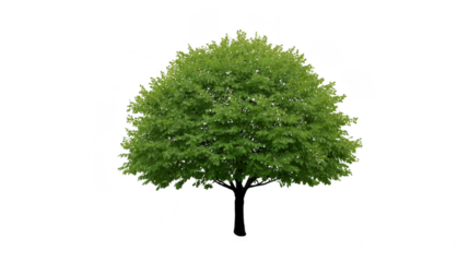 Green tree isolated lush foliage summer nature outdoor vibrant leafy healthy botanical tranquil perfect for landscape design and environmental concepts