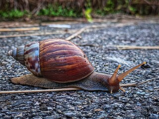 Giant African Land Snail (Achatina fulica) Crossing Rough Asphalt Road in Monochromatic Style