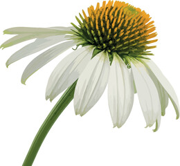 White Coneflower Blossom Macro | Close-Up Single Echinacea Flower on White Background for Botanical Illustration and Floral Design