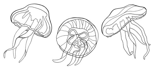 Three black and white line art jellyfish illustrations
