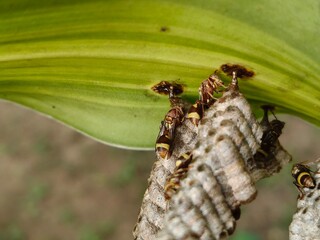 Paper wasps in his nest. Paper wasps construct their nests from a material made by combining their saliva with wood fibers. Paper wasps hive.
