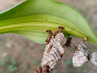 Paper wasps in his nest. Paper wasps construct their nests from a material made by combining their saliva with wood fibers. Paper wasps hive.
