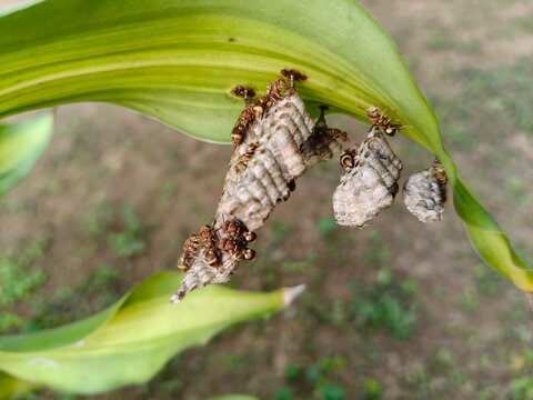 Paper wasps in his nest. Paper wasps construct their nests from a material made by combining their saliva with wood fibers. Paper wasps hive.
