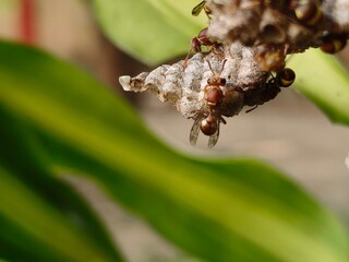 Paper wasps in his nest. Paper wasps construct their nests from a material made by combining their saliva with wood fibers. Paper wasps hive.
