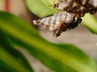 Paper wasps in his nest. Paper wasps construct their nests from a material made by combining their saliva with wood fibers. Paper wasps hive.
