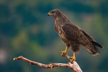Common buzzard