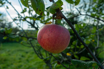Red apple hanging from a tree branch with green leaves in natural daylight. Single apple on tree branch in soft sunlight representing simplicity nature and the quiet beauty of seasonal change.