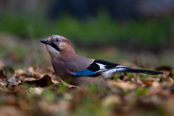 eurasian jay on a branch
