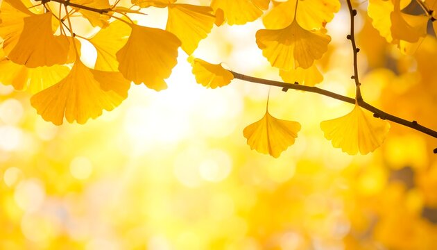 Golden Ginkgo Leaves in Autumn Sunlight - A Vibrant Display of Fall Foliage. - Powered by Adobe