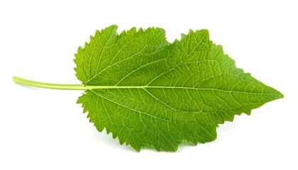 Fototapeta premium Green Mulberry Leaf Close-Up - Natural Beauty and Detail.