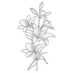Bunch of outline Lily flower, buds and leaves in black isolated on white background. 