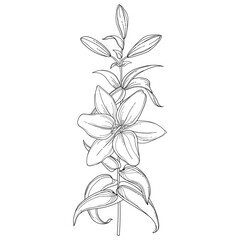 Stem with outline Lily flower, buds and leaves in black isolated on white background. 