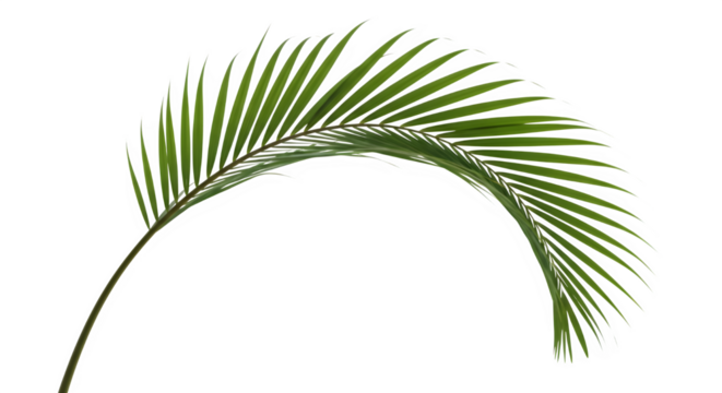 Elegant golden cane palm leaf isolated on transparent background