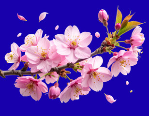 Pink Cherry Blossom Branch with Soft Spring Breeze Elements