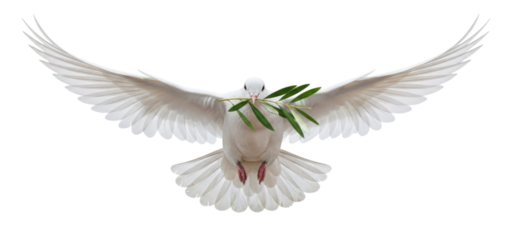White dove with olive branch transparent background cutout png