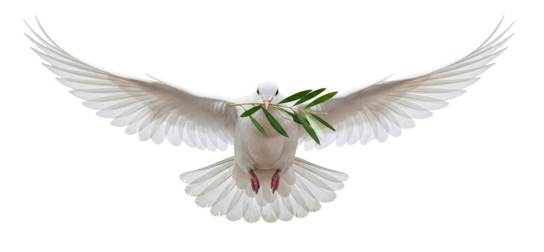 White dove with olive branch transparent background cutout png