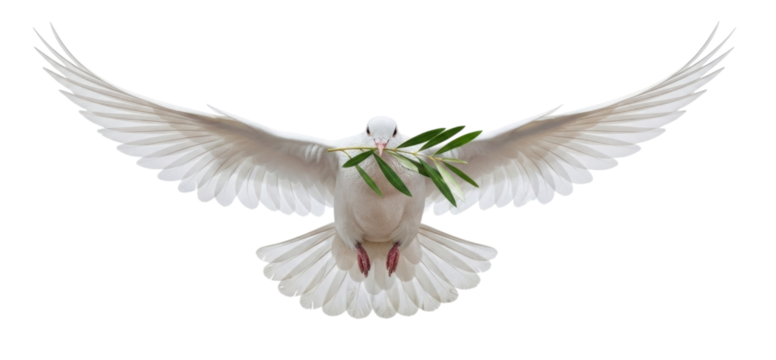 White dove with olive branch transparent background cutout png