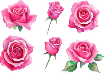 set of pink roses