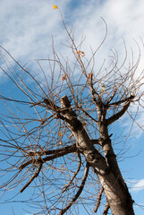 dead tree on blue sky background