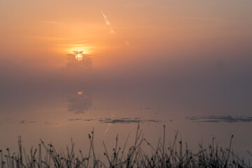 A sunrise over a lake with reed in the front in the Netherlands. The sky is orange and the sun is rising in the middle of the photo. The sun is rising behind a tree in the background.