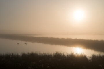 A sunrise over a lake with grass in the front and in the middle of the photo. Two geese are floating on the water. The sun is rising on the left side.