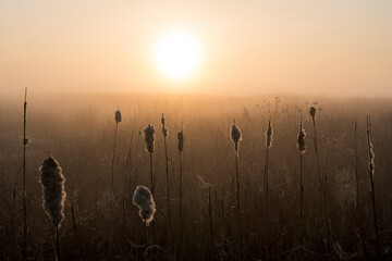 A sunrise over a meadow with cattail. The orange sun is rising in the middle of the photo in the Netherlands.