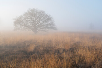 A tree stands in a field of dry grass. The sky is foggy and the sun is shining lightly in the Netherlands.
