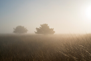Fototapeta premium Two trees are standing in a field of dry grass. The sky is foggy and the sun is shining lightly in the Netherlands.