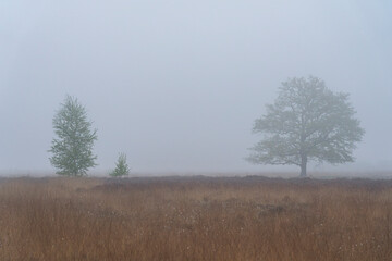 A few trees are standing in a field of dry grass. The sky is foggy in Haaksbergerveen in the Netherlands.