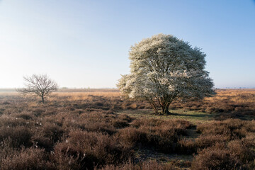 A tree stands in a field of dry grass. The sky is clear and the sun is shining in the Netherlands.