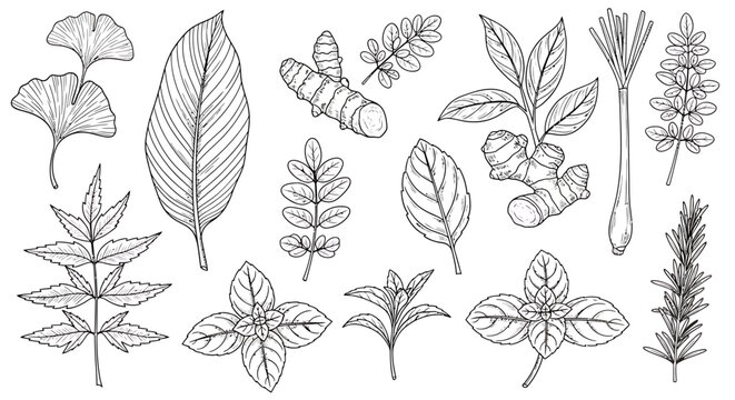 Botanical Line Art - Assorted Herbs and Medicinal Plants Illustration.