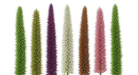 Collection of tall spiky flowers in various colors transparent background cutout png