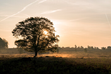 A wonderful sunrise in the early morning over a heather field with a single tree in the middle of the photo and a roe deer stands in the field. Springtime on the Sallandse Heuvelrug in the Netherlands