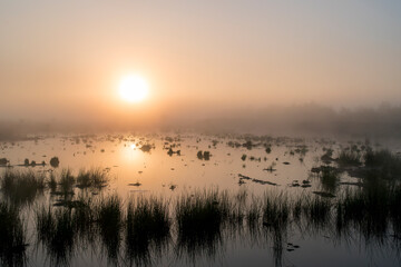 A sunrise over a lake with reed in the front in the Netherlands. The sky is orange and the sun is rising in the middle of the photo.
