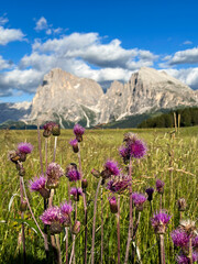 Fototapeta premium Wildflowers in front of the Langkofel group on the Seiser Alm in the Dolomites, South Tyrol, Italy.