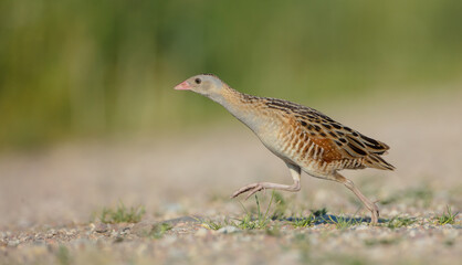 Corn crake - male bird at a meadow in the beginning of the summer