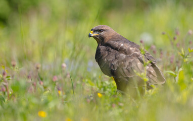 Common Buzzard in spring at a wet forest