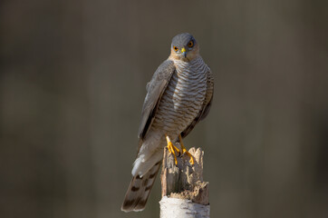 Eurasian Sparrowhawk - male at the wet forest in autumn