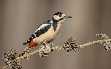 Great Spotted Woodpecker - female - in the wet forest in winter
