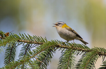 Common Firecrest - male bird at awet  forest in spring