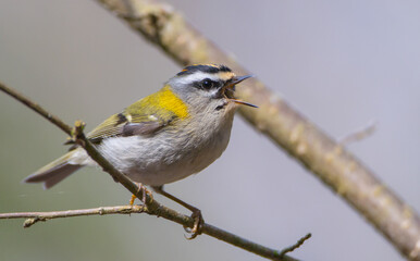 Common Firecrest - male bird at awet  forest in spring