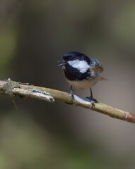 Coal tit in summer at a wet forest