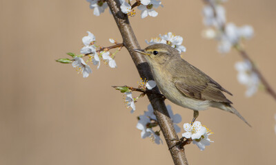 Willow warbler in early spring at a wetland 