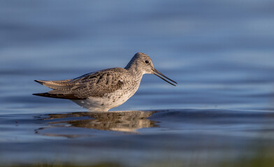 Common Greenshank feeding at a wetland in spring on a migration way