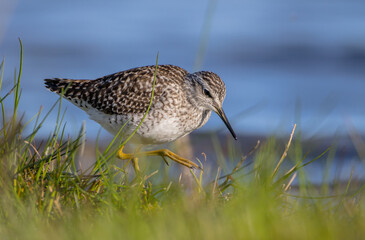 Wood Sandpiper  - in spring on the migration way at wetland